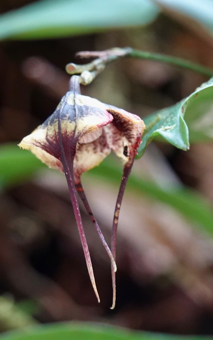 flora h3