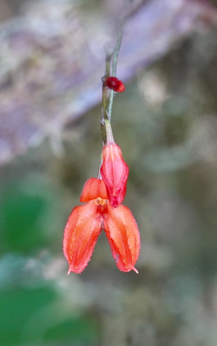 flora h9