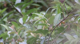 Flowerpecker, Plain
