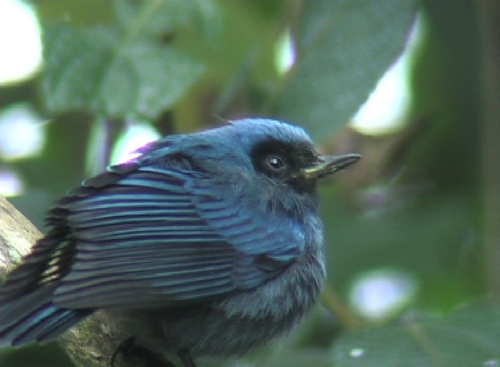 Flowerpiercer, Masked 3