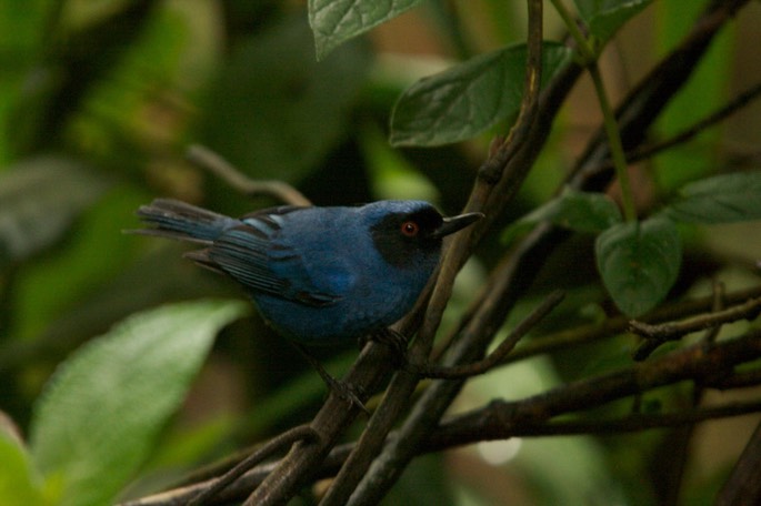 Flowerpiercer, Masked c
