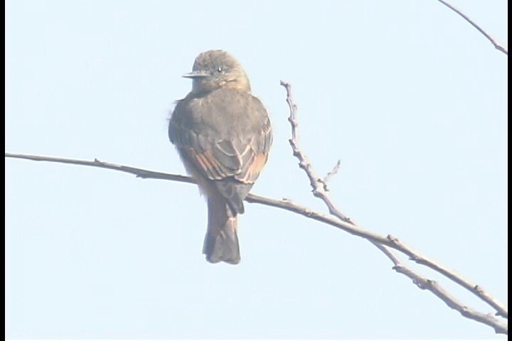 Flycatcher, Cliff