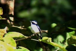 Flycatcher, Little Pied