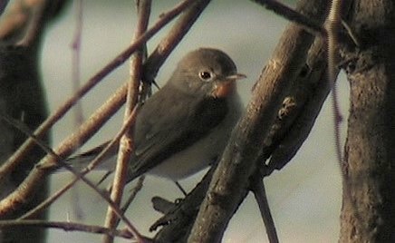 Flycatcher, Red-throated 10