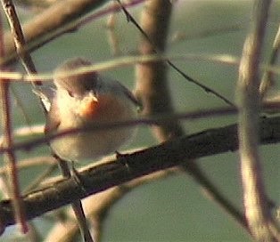 Flycatcher, Red-throated 3
