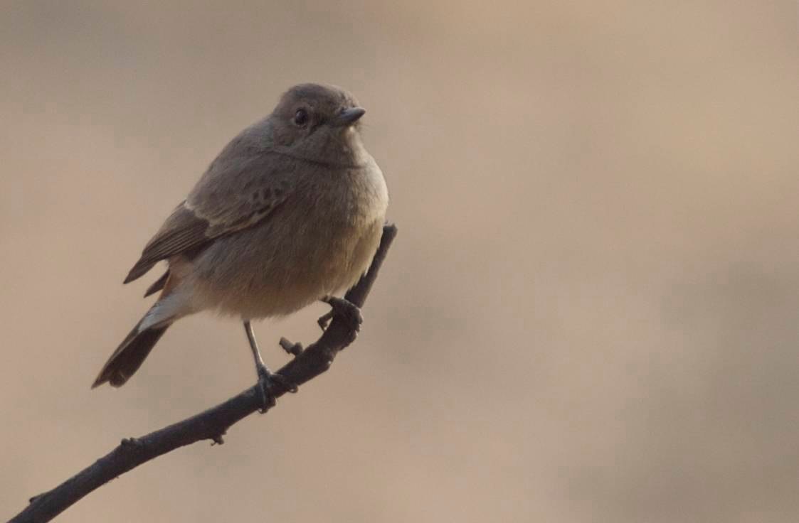 Flycatcher, Red-throated a