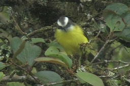 Flycatcher, Social