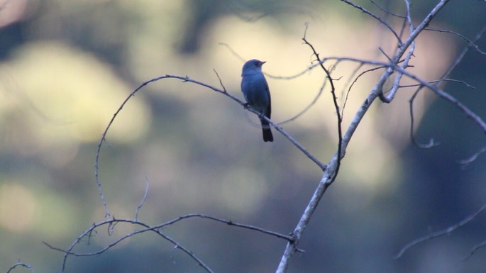 Flycatcher, Verditer 1
