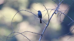 Flycatcher, Verditer