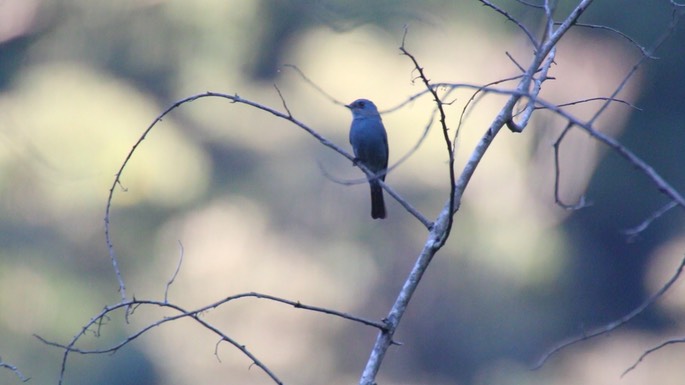 Flycatcher, Verditer