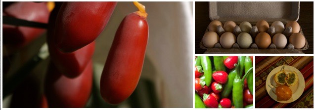 foods and markets