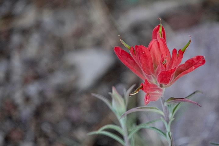 Foothills Paintbrush - Castilleja integra, Sawmill Canyhon 6-4