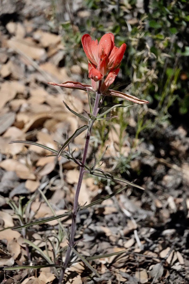 Foothills Paintbrush - Castilleja integra