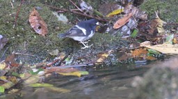 Forktail, Little 1