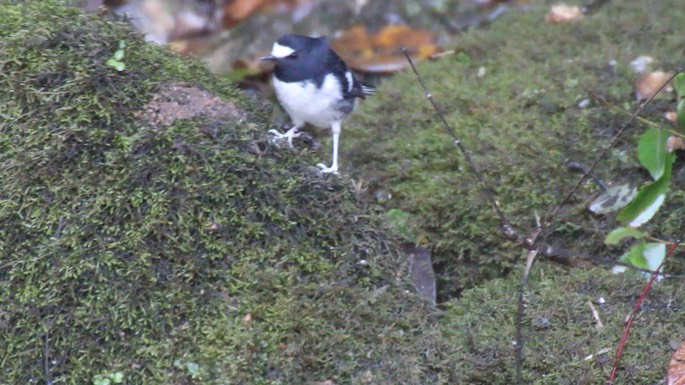 Forktail, Little 2