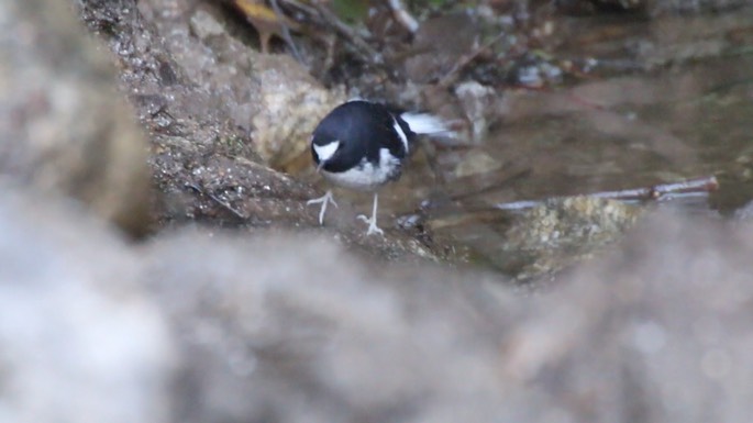 Forktail, Little 3