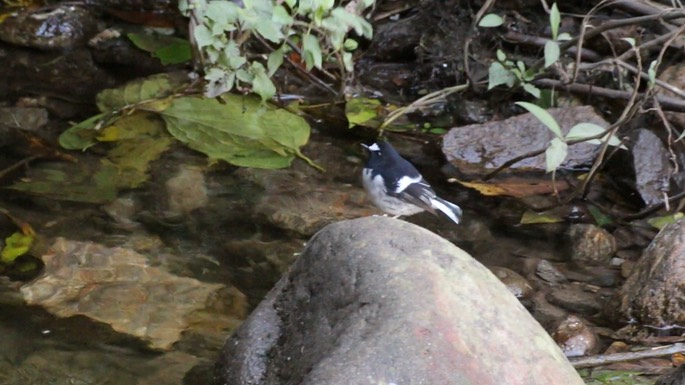 Forktail, Little 4