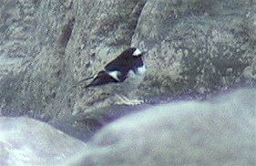 Forktail, Little 5