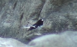 Forktail, Little 6