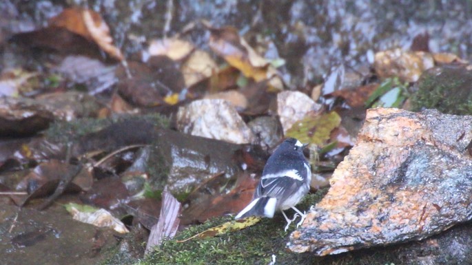Forktail, Little 6