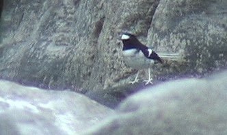 Forktail, Little 7