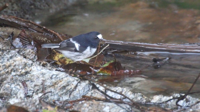 Forktail, Little 7