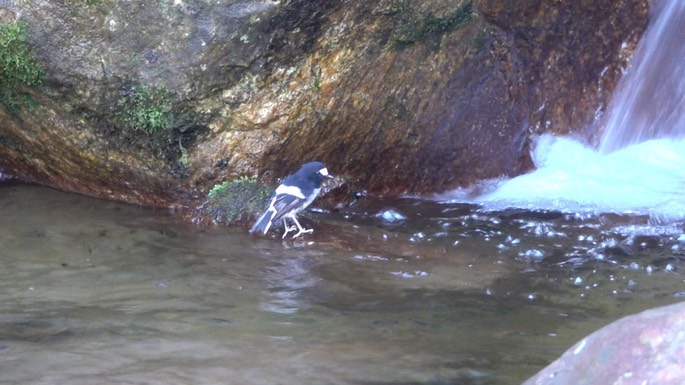 Forktail, Little