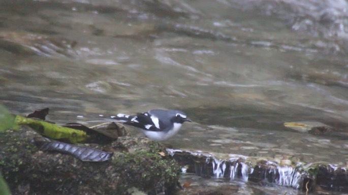 Forktail, Slaty-backed 1