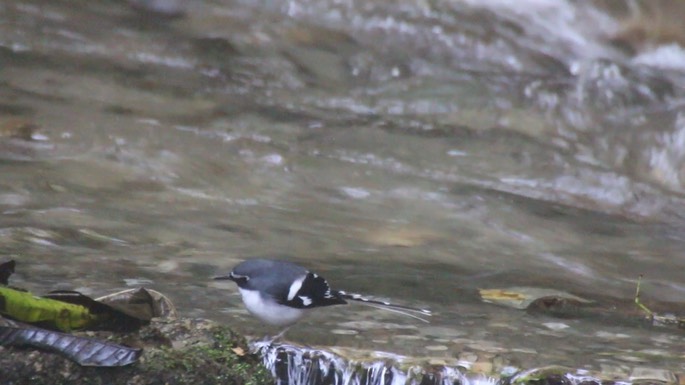 Forktail, Slaty-backed 2