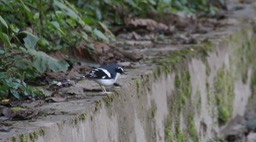 Forktail, Slaty-backed 4