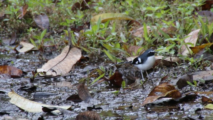 Forktail, Slaty-backed