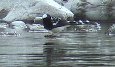 Forktail, Spotted 12