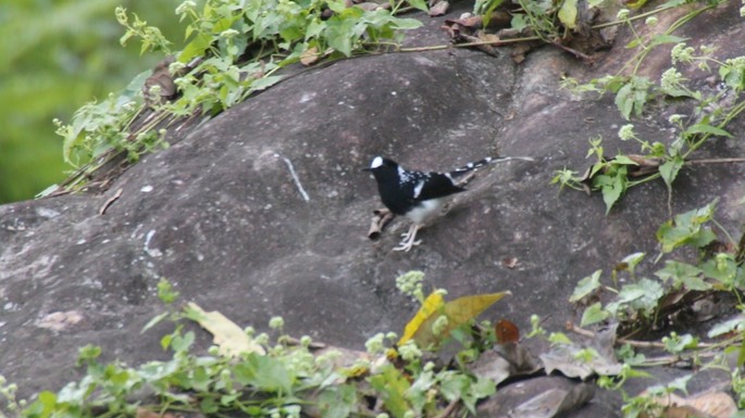 Forktail, Spotted 1