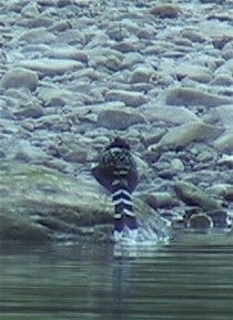 Forktail, Spotted 2