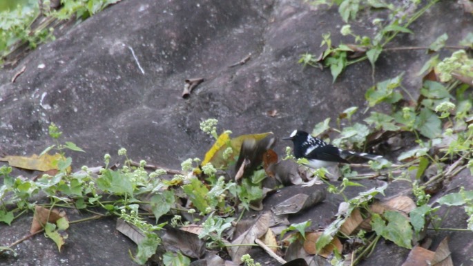 Forktail, Spotted 2