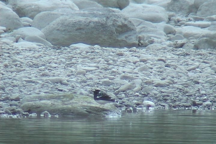 Forktail, Spotted 3