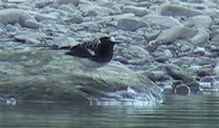 Forktail, Spotted 5