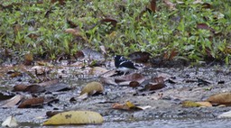 Forktail, Spotted