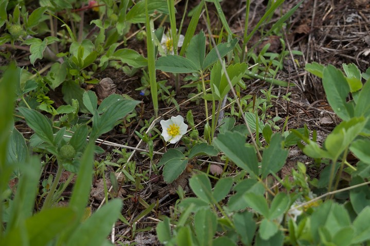 Fragaria virginiana