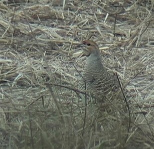 Francolin, Grey 1