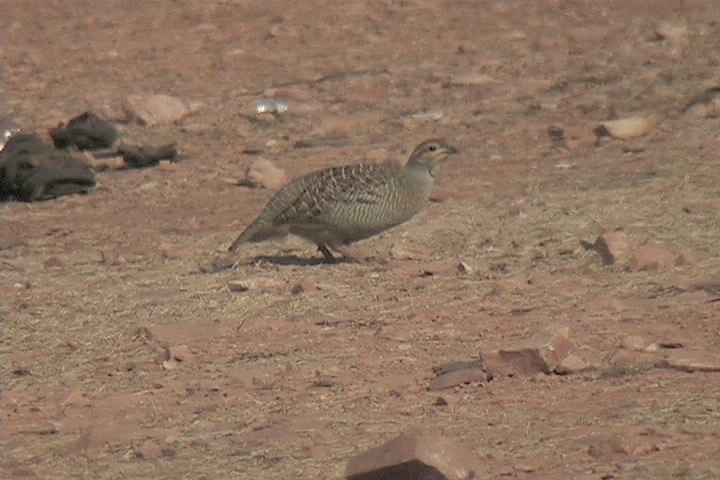 Francolin, Grey 5