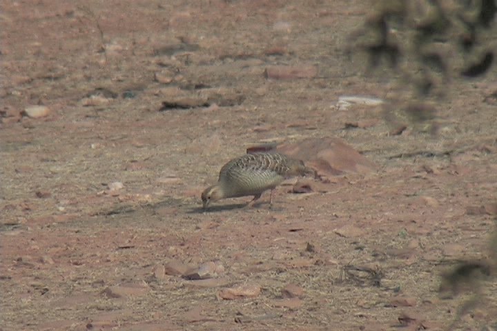 Francolin, Grey 6