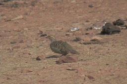 Francolin, Grey 9