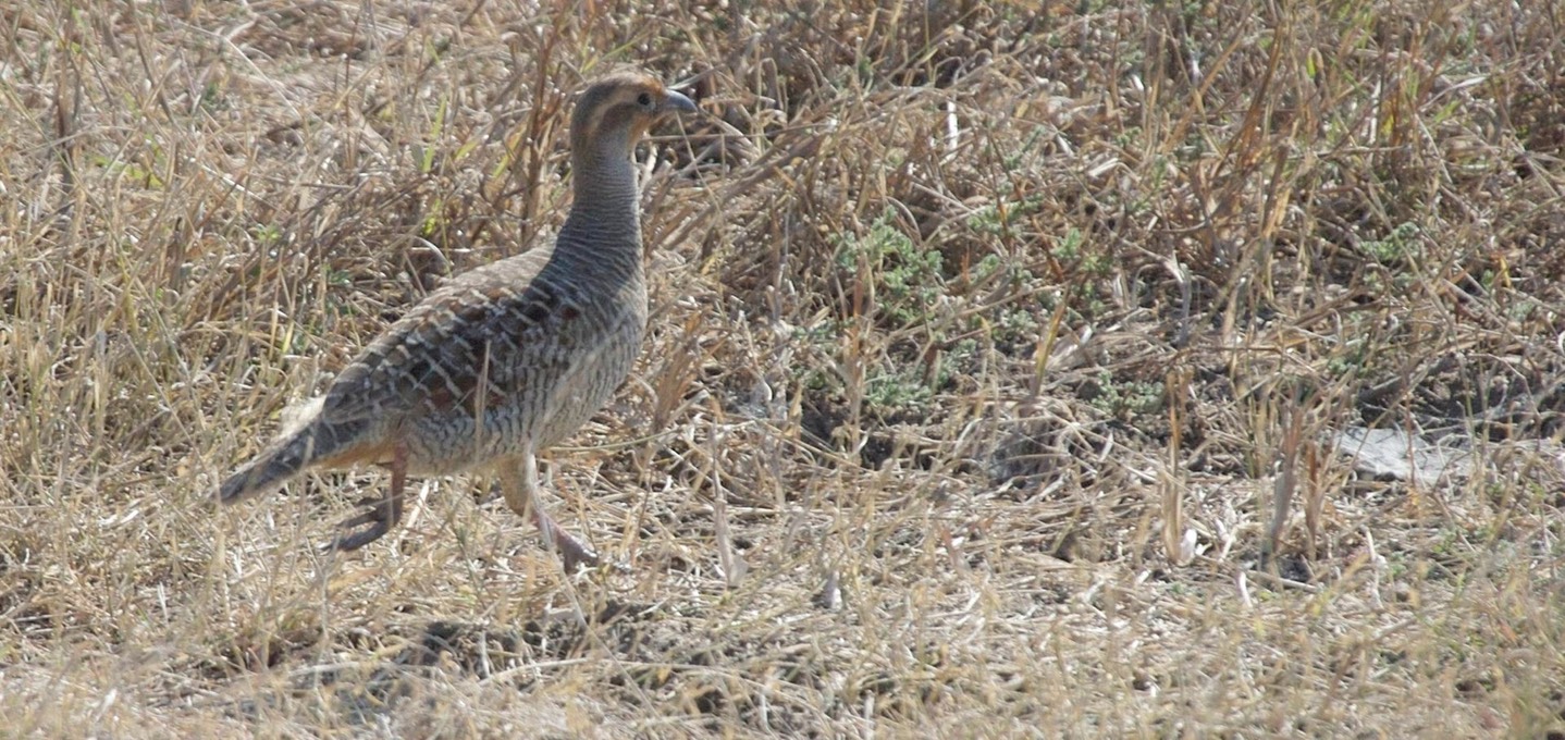 Francolin, Grey a