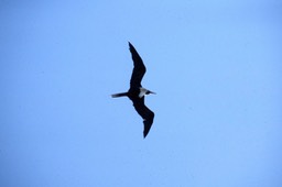 Frigatebird, Great a
