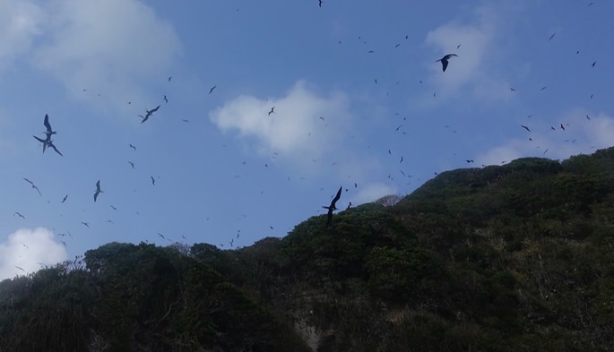 frigatebird-great_med