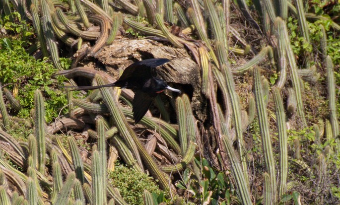 Frigatebird, Magnificent28
