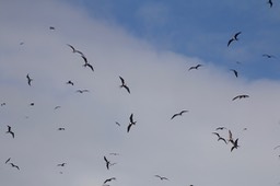Frigatebird, Magnificent29