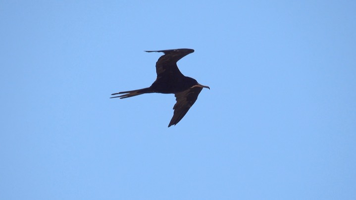 Frigatebird, Magnificent, Fregata magnificens, Tehualmixtle, Jalisco1