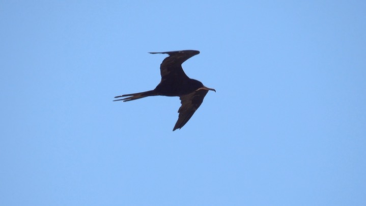 Frigatebird, Magnificent (Colombia) 2